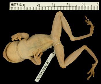 Media type: image;   Herpetology A-28565 Aspect: ventral